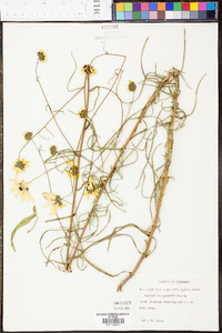 Helianthus angustifolius image