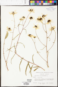 Helianthus angustifolius image