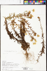 Heterotheca hyssopifolia image