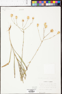 Chrysopsis graminifolia image