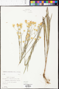 Heterotheca graminifolia image