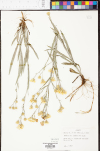 Heterotheca graminifolia image