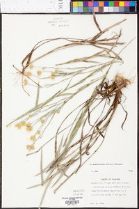 Heterotheca graminifolia image