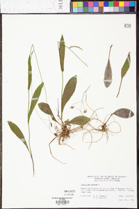 Hieracium venosum image