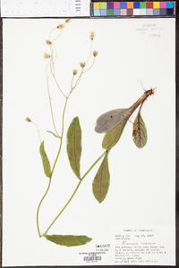 Hieracium venosum image