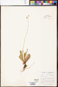 Hieracium venosum image