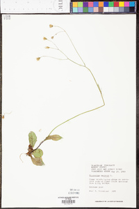 Hieracium venosum image