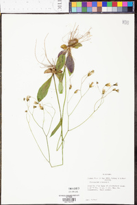 Hieracium venosum image