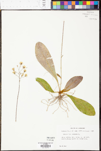 Hieracium venosum image