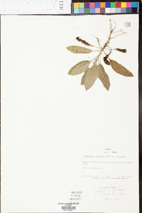 Heterotheca latifolia image