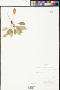 Heterotheca latifolia image