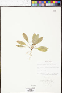 Heterotheca latifolia image