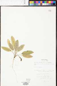 Heterotheca latifolia image