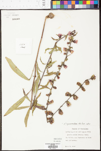 Liatris squarrulosa image