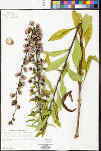 Liatris squarrulosa image