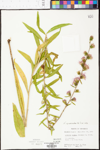 Liatris squarrulosa image