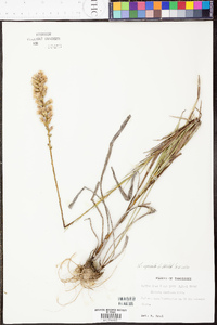 Liatris spicata image