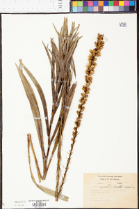 Liatris spicata image