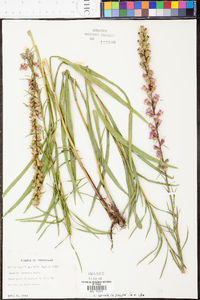 Liatris spicata image