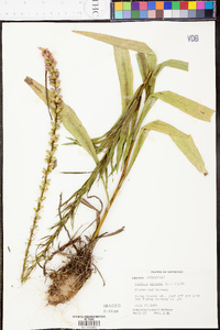 Liatris spicata image