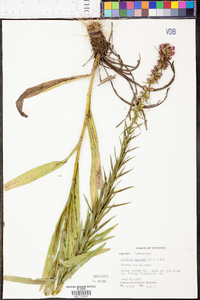 Liatris spicata image