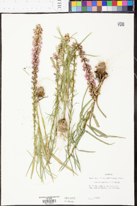 Liatris spicata image