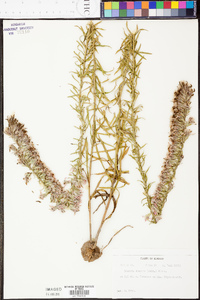 Liatris elegans image