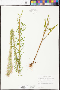 Liatris elegans image