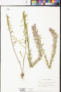 Liatris elegans image