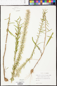 Liatris elegans image