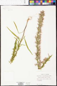 Liatris elegans image