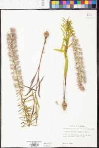 Liatris elegans image