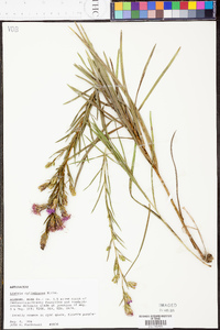 Liatris cylindracea image