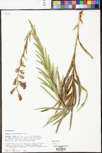 Liatris cylindracea image