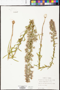 Liatris elegans image