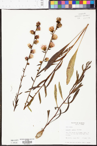 Liatris aspera image