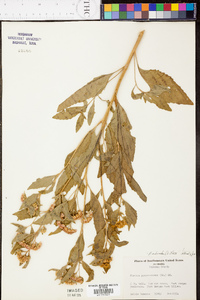 Pluchea odorata image