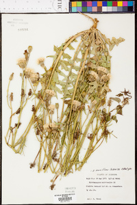 Pyrrhopappus pauciflorus image