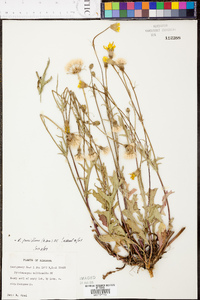 Pyrrhopappus pauciflorus image