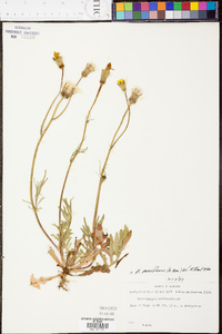 Pyrrhopappus pauciflorus image