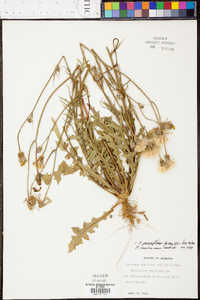 Pyrrhopappus pauciflorus image