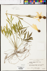 Ratibida pinnata image