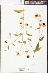 Rudbeckia triloba image