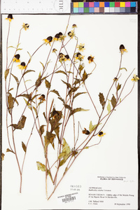 Rudbeckia triloba image