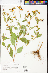 Rudbeckia triloba image