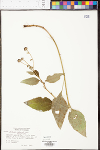 Rudbeckia heliopsidis image