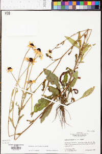 Rudbeckia fulgida image