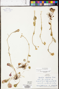 Packera obovata image