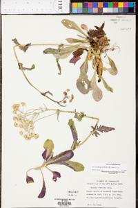 Packera obovata image