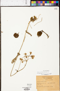 Packera obovata image